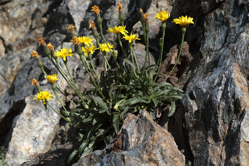 Leontodon anomalus / Dente di leone delle Apuane